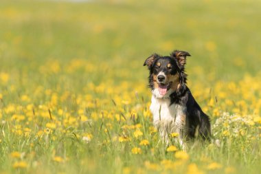 Baharda karahindiba ile yeşil bir çayırda yakışıklı bir Collie köpeği.. 