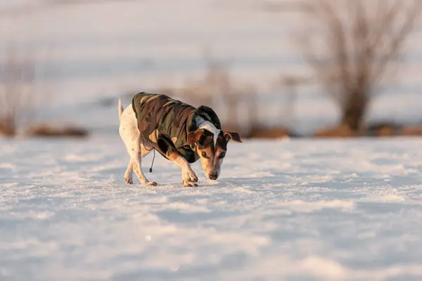 Lilla Söta Snygga Jack Russell Terrier Hund Gammal Med Skyddande Stockfoto