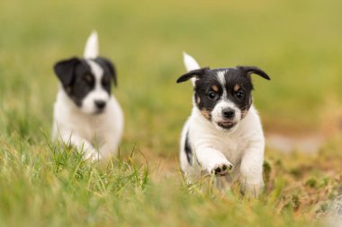 6 haftalık yavrular yeşil bir çayırda birlikte oynuyorlar. Breed - çok küçük Jack Russell Terrier yavru köpekleri