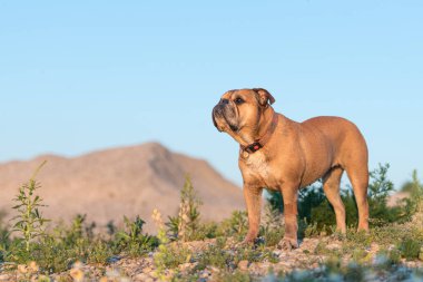 Şirin Continental Bulldog. Köpek çiçeklerle, tepelerle ve mavi gökyüzüyle güzel bir çayırda duruyor.