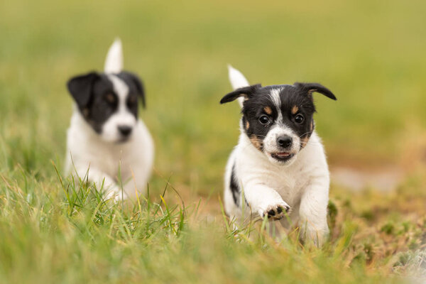 Chiots Semaines Jouant Ensemble Dans Une Prairie Verte Race Très — Photo