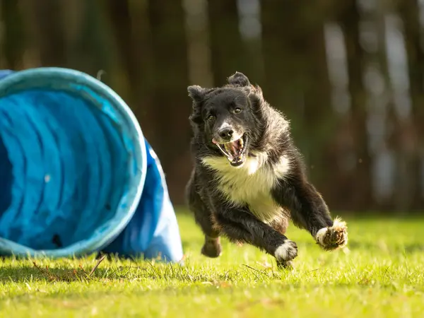 Быстрая Собака Колли Бежит Через Тоннель Ловкости Подготовка Спортивным Соревнованиям Стоковое Изображение
