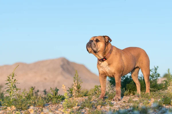 Söt Continental Bulldog Hunden Står Vacker Äng Med Blommor Och Royaltyfria Stockbilder