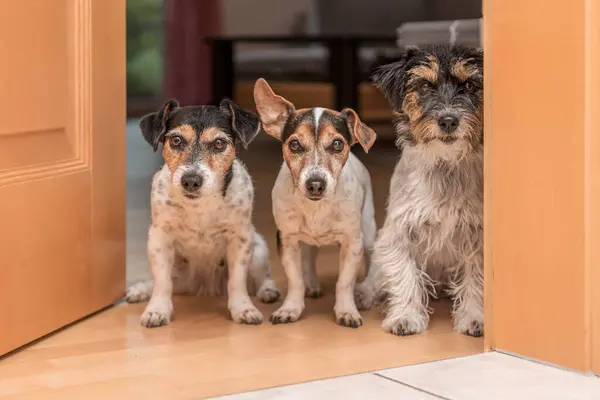 Group Three Cute Tiny Cheeky Jack Russell Terriers Standing Side 스톡 사진