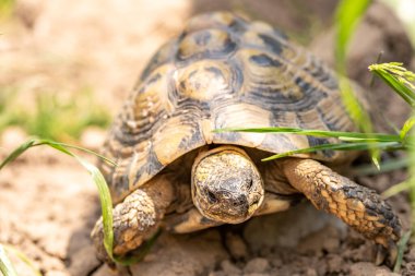 Grichchin 'in kaplumbağası dışarıda, yeşil doğada. Latince adı - testudo hermanni