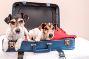 Vacation with several dogs - Jack Russell Terrier. Ready for the trip