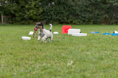 Küçük Jack Russell Terrier köpeği 1 yaşında. Küçük itaatkar köpek, nesnelerden oluşan kalabalıktan oyuncak topluyor.