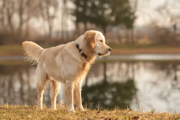 Beauty labrador retriever dog active outside by a lake in the back light  in autumn