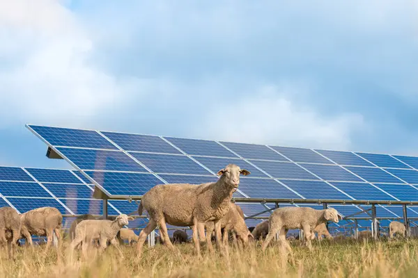 Muchos Paneles Energía Solar Con Ovejas Pastando Sistema Fotovoltaico Fotos de stock libres de derechos