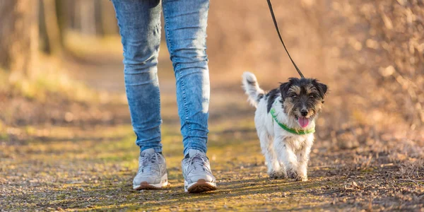 Kvinna Går Med Liten Lydig Jack Russell Terrier Hund Höstskogen Stockbild
