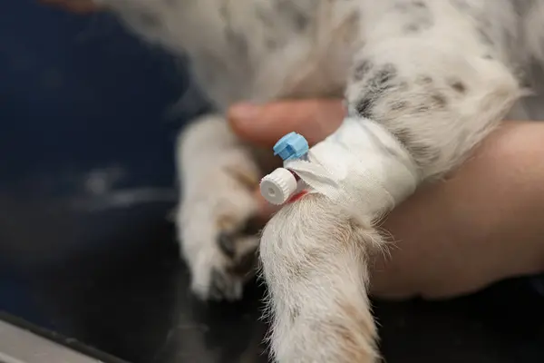 small sick jack russell terrier dog at the vet. Veterinarian prepares the dog for surgery and places a canula to give intravenous medication.