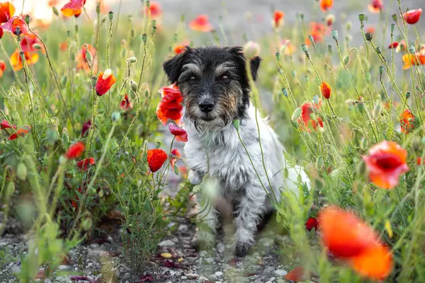 Funny small Jack Russell Terrier dog in a beautiful blooming poppy meadow