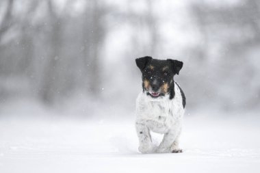 Şirin Jack Russell Terrier köpeği karlı kış yolunda hızla koşuyor.