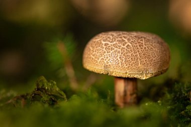 Atmosferik çevrede mantar. Latince adı Xerocomus subtomentosus.