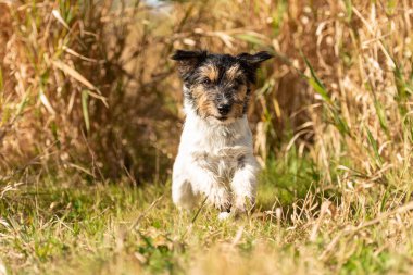 Küçük yakışıklı, üç renkli kaba saçlı Jack Russell Terrier köpeği sonbahar ortamında