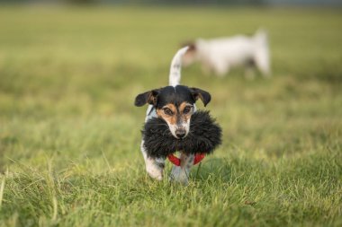 a little cute little Jack Russell Terrier dog running fast and with joy across a meadow with a toys in his mout