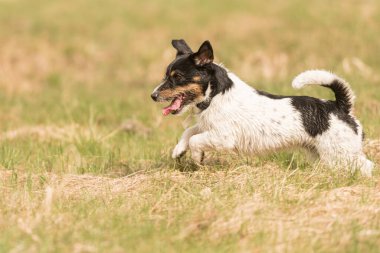 Jack Russell Terrier köpeği ilkbaharın başlarında çayırda koşuyor.
