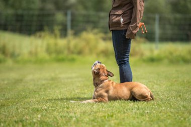 Avrupai bir buldogla eğlen ve spor eğitiminin tadını çıkar. Çalışırken parkın sahibi ve köpeği