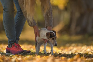 Sonbaharda insan arkadaşıyla birlikte küçük sevimli kıdemli Jack Russell Terrier. Köpek 14 yaşında.