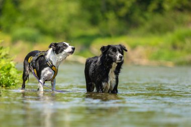 two dogs in the low water in the lake - border collies