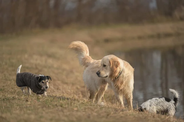 Cute young, old, big and small dogs play with each other. Labrador and Jack Russell Terrier dog