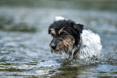 Small cute jack russell terrier dog cools off with joy in water