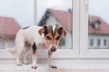 Küçük Jack Russell Terrier köpeği kötü havada pencere eşiğinde tek başına oturur ve kış mevsiminde dışarı bakar.