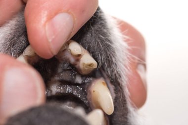 Jack Russell Terrier köpeğinin dişleri. Kanal tedavisi ve bakımı yapılan kırık bir diş..