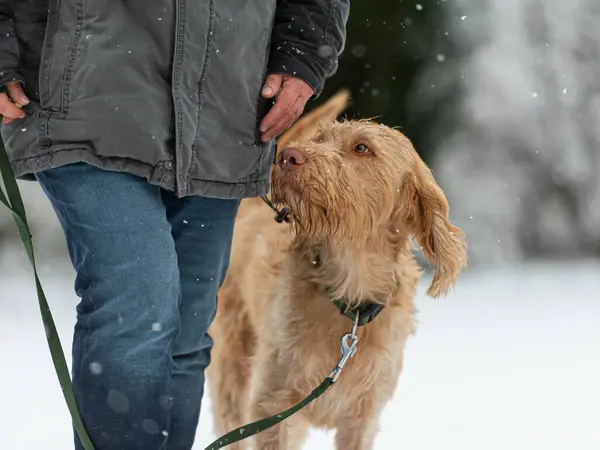 Dog handler is walking with his obedient Magyar Vizsla dog in snowy winter