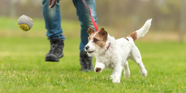 Rijden Kleine Jack Russell Terrier Hond Speelt Bal Met Zijn Stockafbeelding