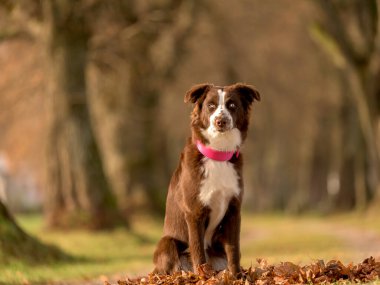 Tatlı kırmızı biseksüel Avustralyalı çoban köpeği. Arka planda bulanık. Sonbahar mevsiminde çekilmiş.