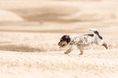 Şirin köpek kumlu zeminde koşuyor ve eğleniyor. Jack Russell Teriyerleri 4 yaşında.