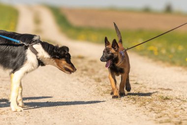 Bahar Köpeği Karşılaşması: bir sınır çobanı ve bir Malinois kırsal yolda buluşur