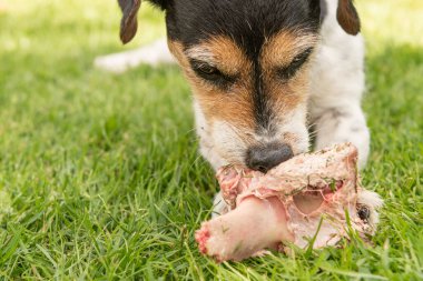 Küçük şirin Jack Russell Terrier köpeği etle kemik yer ve açık havada çiğner.