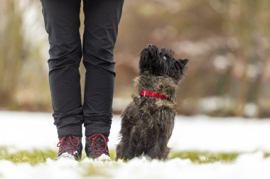 Kışın karla kaplı itaat eden küçük Cairn Terrier köpeği bakıcısının yanında oturuyor ve kafasını kaldırıyor. 