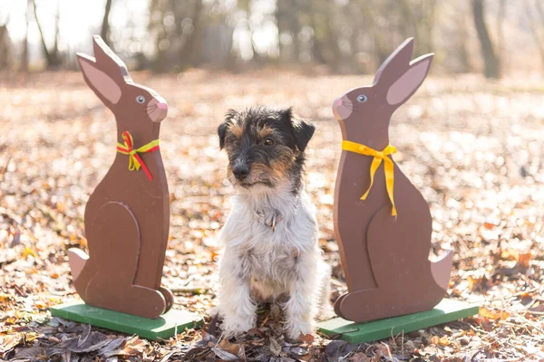 Small crazy easter dog sits outdoor in natur in the forest with wooden Easter bunnies.  Cool rough-haired Jack Russell Terrier hound