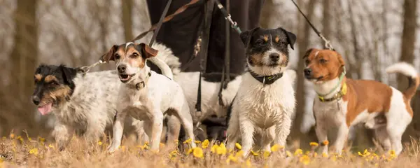 pack Jack Russell Terrier. Dog sitter is walking with many dogs on a leash in the beautiful nature in the season spring