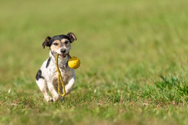 Küçük şirin Jack Russell Terrier köpeği hızla koşuyor ve ağzında oyuncaklarla çayırda neşeyle koşuyor.