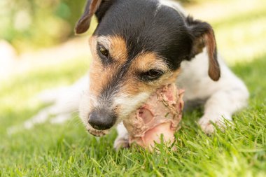 Küçük şirin Jack Russell Terrier köpeği etle kemik yer ve açık havada çiğner.