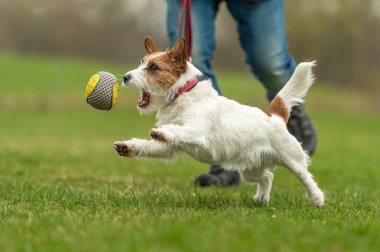 Küçük Jack Russell Terrier köpeği sahibiyle top oynuyor.