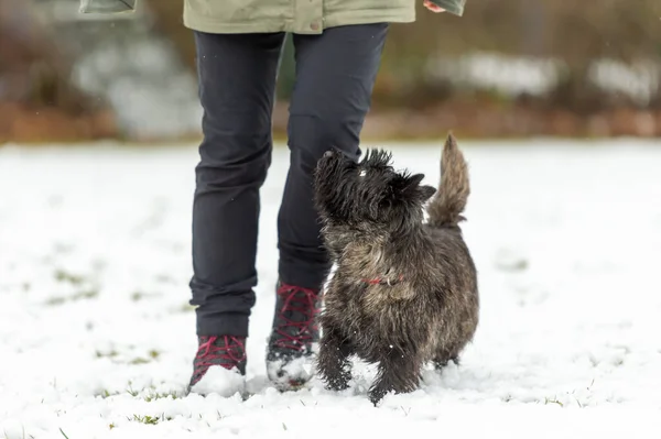 Dog handler is walking with his obedient Cairn Terrier dog in snowy winter