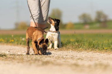 İlkbahar köpek karşılaşması: Jack Russell Terrier ve Malinois köpek yavrusu kırsal yolda karşılaştı