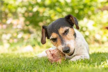 Küçük şirin Jack Russell Terrier köpeği etle kemik yer ve açık havada çiğner.