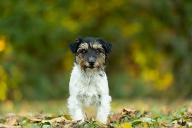 Güzel, kaba saçlı Jack Russell Terrier köpeği sonbaharda renkli arka planda.