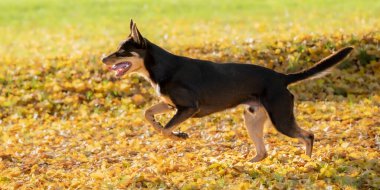 Avustralyalı Kelpie köpeği, sonbaharda bir çayırda hızla koşuyor.