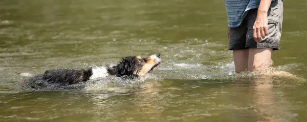 Border Collie.  European dog owner is playing in water  with his obedient dog
