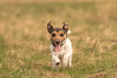 Jack Russell Terrier köpeği ilkbaharın başlarında çayırda koşuyor.