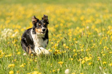 Baharda karahindiba ile yeşil bir çayırda yakışıklı bir Collie köpeği.. 