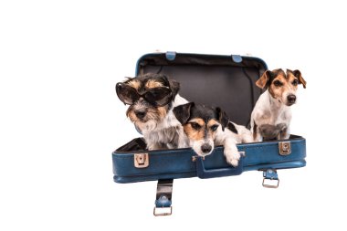 Jack Russell Terrier adında birkaç köpekle tatile çıkmış. Yolculuk için hazır.