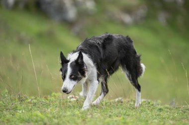 Doğanın mutluluğunu keşfetmek. Sınır çoban köpeği açık havada keyifli bir yolculuk yapıyor.